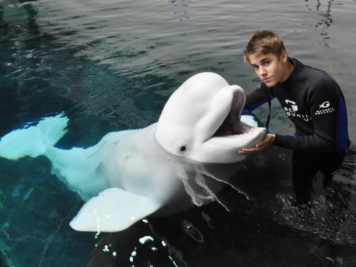 Bild på Justin Bieber och en delfin