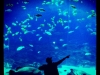 justin-bieber-aquarium